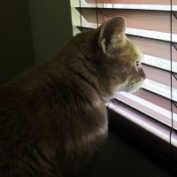 cat near window